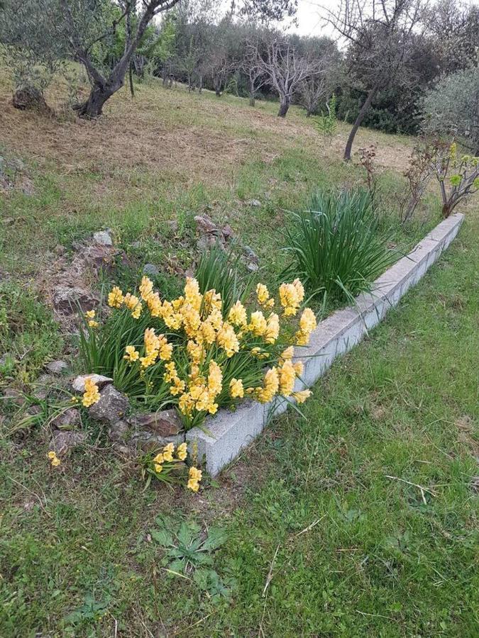 Villa Ulivella Schifoni Kültér fotó
