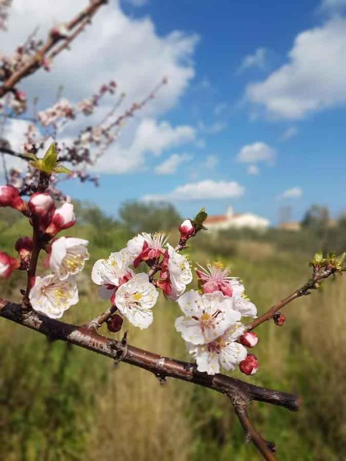 Villa Ulivella Schifoni Kültér fotó
